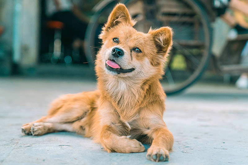 为“国犬”——中华田园犬正名！